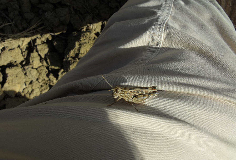 Calliptamus sp. femmina